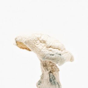 Albino Mushroom